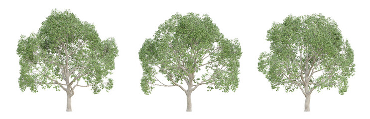 Obraz premium Cinnamomum camphora tree isolated on transparent background, png plant, 3d render illustration.