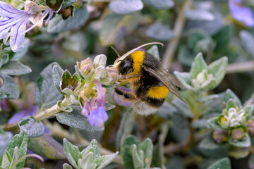 Abeja recolectando néctar de la flor