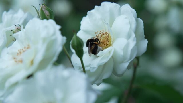 a beautiful large white flower in which a bee or bumblebee collects nectar, pollinates the flower, macro photography