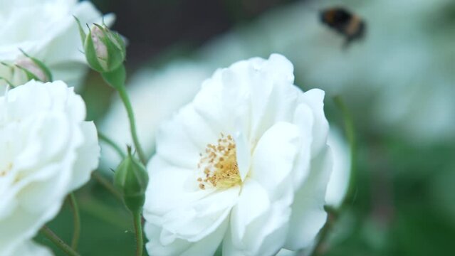 a beautiful large white flower in which a bee or bumblebee collects nectar, pollinates the flower, macro photography