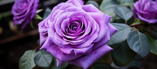 A closeup photo of a violet hybrid tea rose with magenta petals and leaves in the background, showcasing the beauty of this flowering herbaceous plant