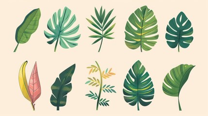 tropical leaves illustrations, tropical leaves such as palm fronds, banana leaves