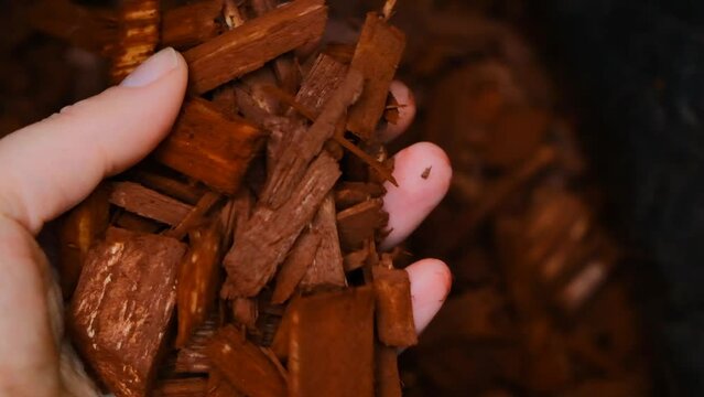 wood chips for soil in the garden. hands take out colored mulch from a bag.Decorative chips for the garden.Brown wood chips in hands close-up. mulching with wood chips.Mulching the soil in the garden