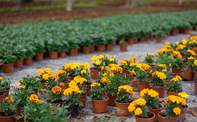 Many flower pots with blooming small-flowered marigolds stand in greenhouse