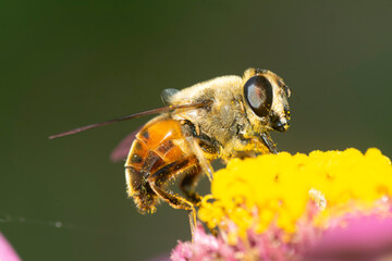 Honeybee perched on a yellow flower