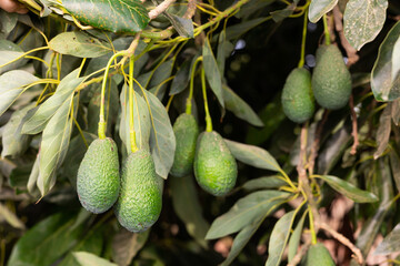 Big ripe avocado hanging on tree branches in summer fruit garden