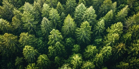 Expansive palm oil plantation, aerial view, vast monoculture, unexpected beauty, symmetrical patterns, vibrant greens