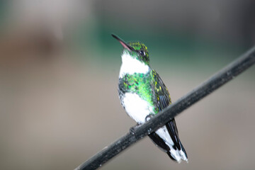 Hummingbird sucking from a feeder