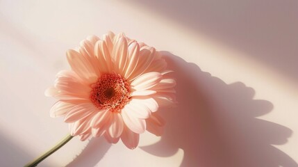 Pastel peachy gerbera flower with aesthetic sunlight shadows on neutral white background. Minimal stylish still life floral composition with copy space