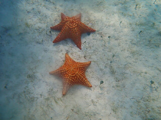 Fototapeta na wymiar Animaux marins ,starfish