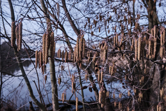 Nature tree