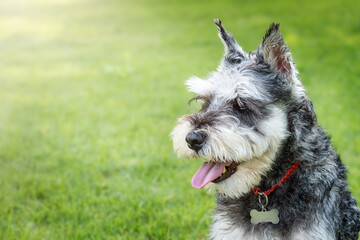 Portrait of a miniature schnauzer dog  in the backyard
