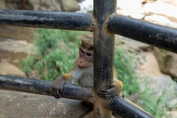 Macaque monkey sitting in front of Kuda Ravana Ella water in Ella, Badulla District of Uva Province, Sri Lanka