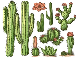 Raamstickers Cactus desert cactus, with warm vintage colors on a white background