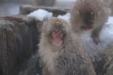 Naklejka premium Snow monkey soaking in an open-air bath