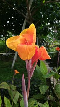 Closeup Of Red Indian Shot Flowers Blooming In Sunlight. Canna Indica. vertical video
