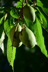 Los arboles con todo su verdor,y plantas que nos dan frutos y colores!