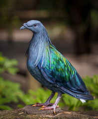 The nicobar pigeon.