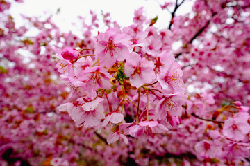 豊前の河津桜