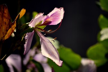Flores,dependiendo de la epoca del año los arboles florecen con todos sus colores y aromas. © FILIPPO