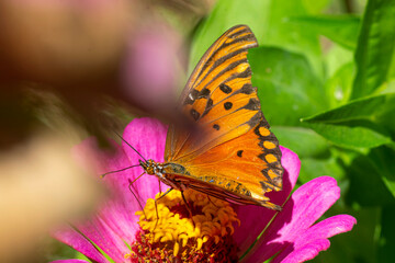 Gulf fritillary butterfly sucking nectaron a purple zinniaflower