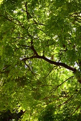 Fototapeta premium Los arboles con todo su verdor,y plantas que nos dan frutos y colores!