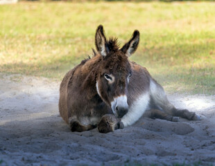 Donkey Rest