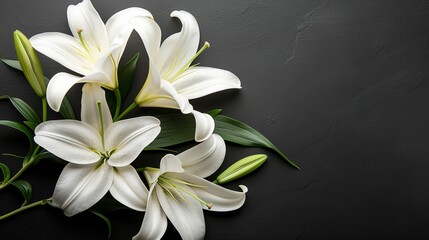Fototapeta na wymiar Elegant funeral lily on dark background with ample copy space for text placement