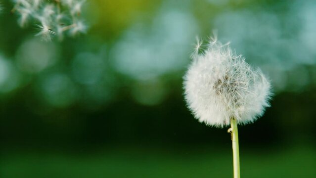 SLOW MOTION, COPY SPACE, CLOSE UP, DOF: Delicate white dandelion seeds get swept away by the gentle breeze. Blossoming dandelion stands in the wind, seeds scattered across the tranquil green backdrop.
