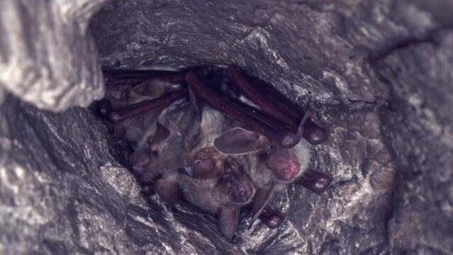 Close up strange animal Greater mouse-eared bat group Myotis myotis hanging upside down in the hole of the cave and waking up just after  hibernation. Wildlife photography.