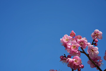 青空とピンクの梅の花