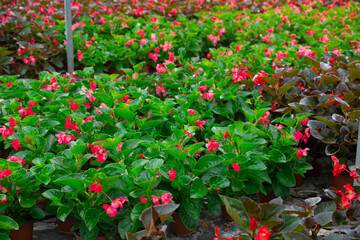 Fototapeta na wymiar Growing various flowers for sale in greenhouse. Flower orangery