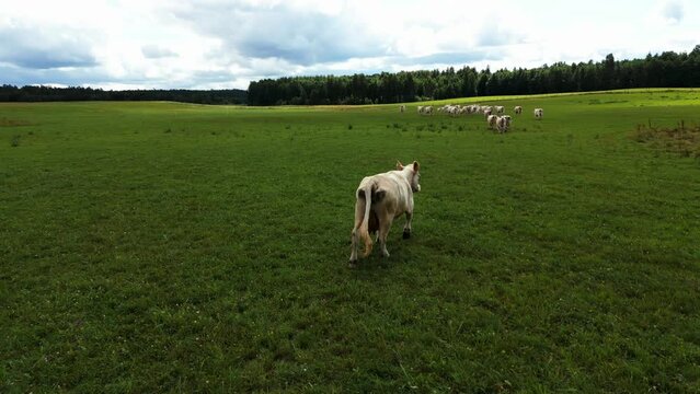 Injured scared cow left by it's herd and poops looking at you aerial summer shot