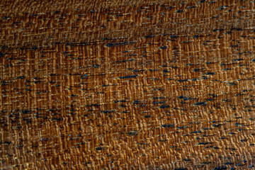 Macro image of walnut wood texture