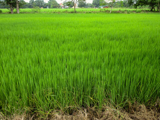 Rice field in Thai landscape