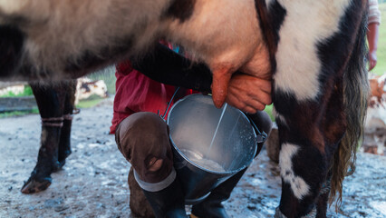 Finca Lechera - Pijao, Quindío. Vacas