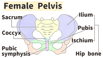 Female pelvis anatomy front view Labeled diagram PNG