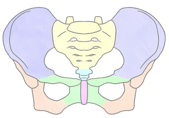 Blank female pelvis anatomy front view Unlabeled diagram Transparent PNG