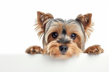 Fototapeta premium Yorkshire Terrier peeking close up against white background