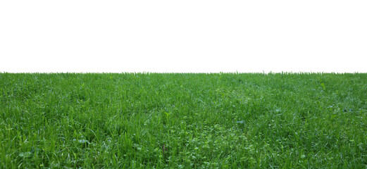 Meadow with bright green grass on white background, banner design