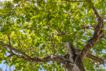 Urban Tree Canopy along Lincoln Road in South Beach Florida offers shade and cooling