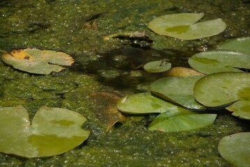 A green frog swimming in a pond.  - obrazy, fototapety, plakaty