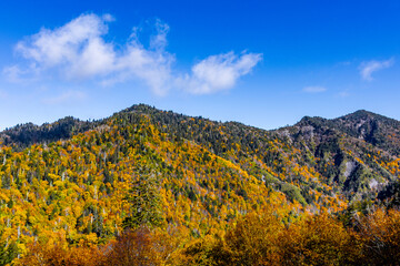 Fototapeta premium Beautiful autumn scenery at Great Smoky Mountains National Park.