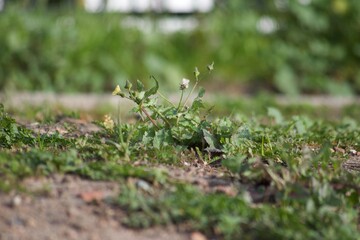 Dandelion