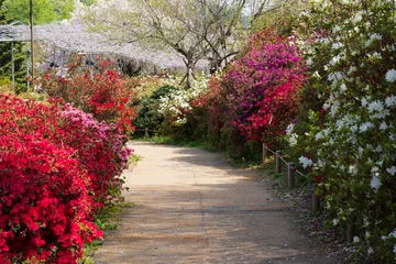 Fotobehang 日本の風景・春　あしかがフラワーパーク　ツツジ © Yuta1127