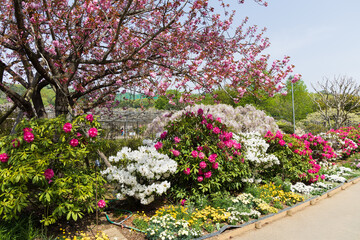 日本の風景・春　あしかがフラワーパーク　多種多彩な花々