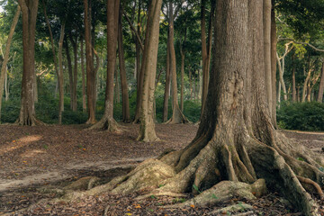 Massive  tropical trees  in the magical, fairy tale forest at the edge of Radhanagar beach of Havelock or Swaraj Dweep island in Andaman and Nicobar archipelago