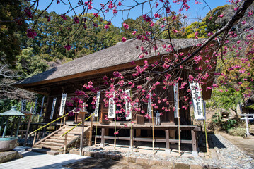 Fototapeta premium 鎌倉243 杉本寺7 桜