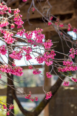 鎌倉243　杉本寺4　桜