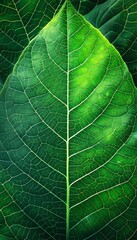 Fototapeta premium Detailed close up of intricate green leaf skeleton texture for background design purposes